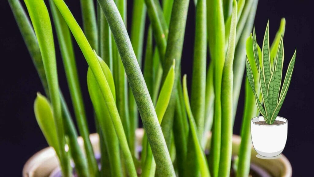 Bacularis plant leafs closeup.