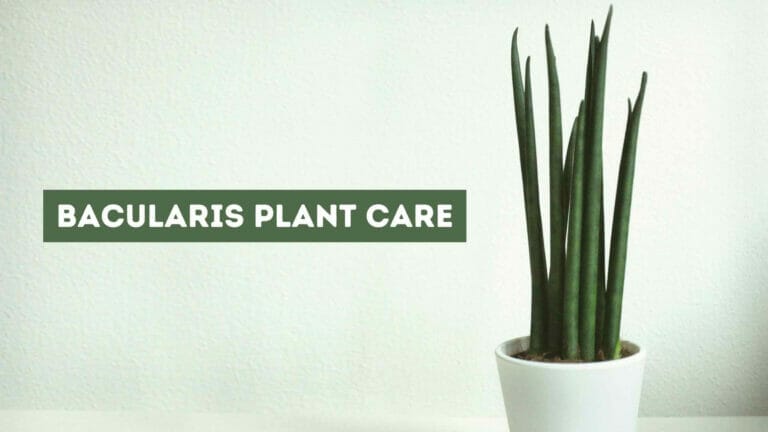 Bacularis Plant Care