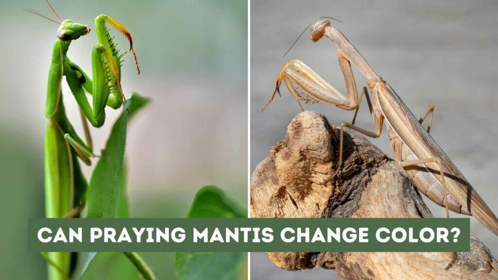 Photo of a green praying mantis on the left and a brown praying mantis on the right. Can Praying Mantis Change Color?