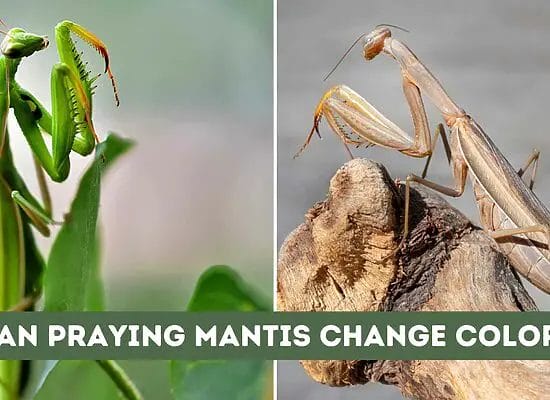Can Praying Mantis Change Color? Understanding the Phenomenon
