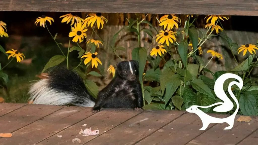 Photo of a skunk climbing a deck in the backyard.