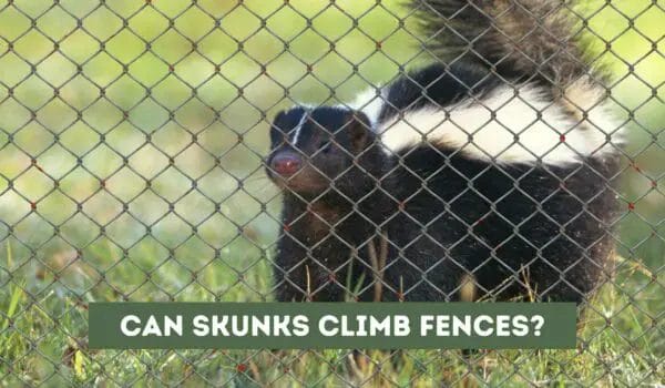 Can Skunks Climb Fences? Here’s What You Need to Know