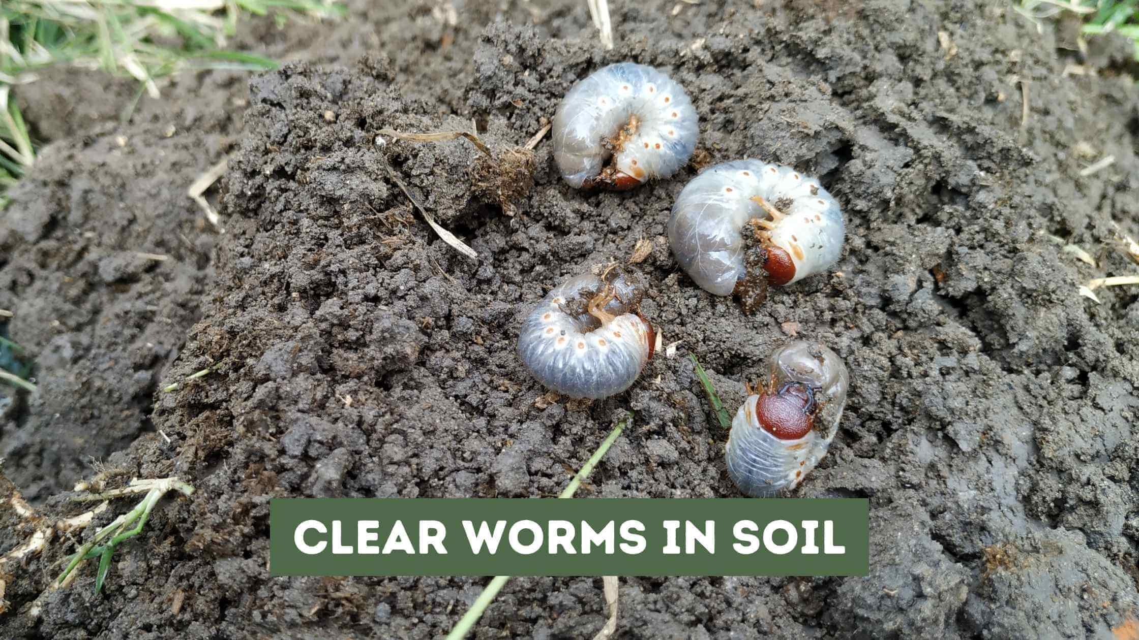 Clear Worms in Soil