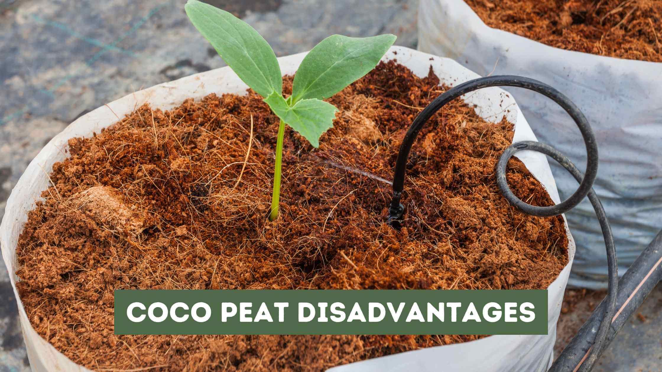 Coco Peat Disadvantages
