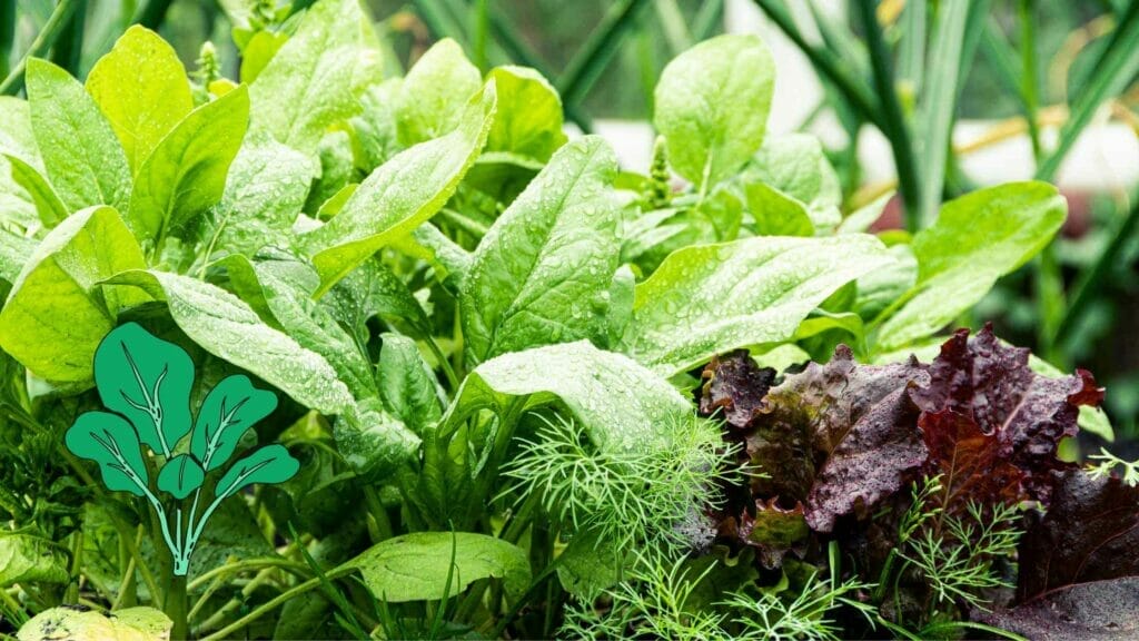 Photo of spinach planted alongside lettuce.