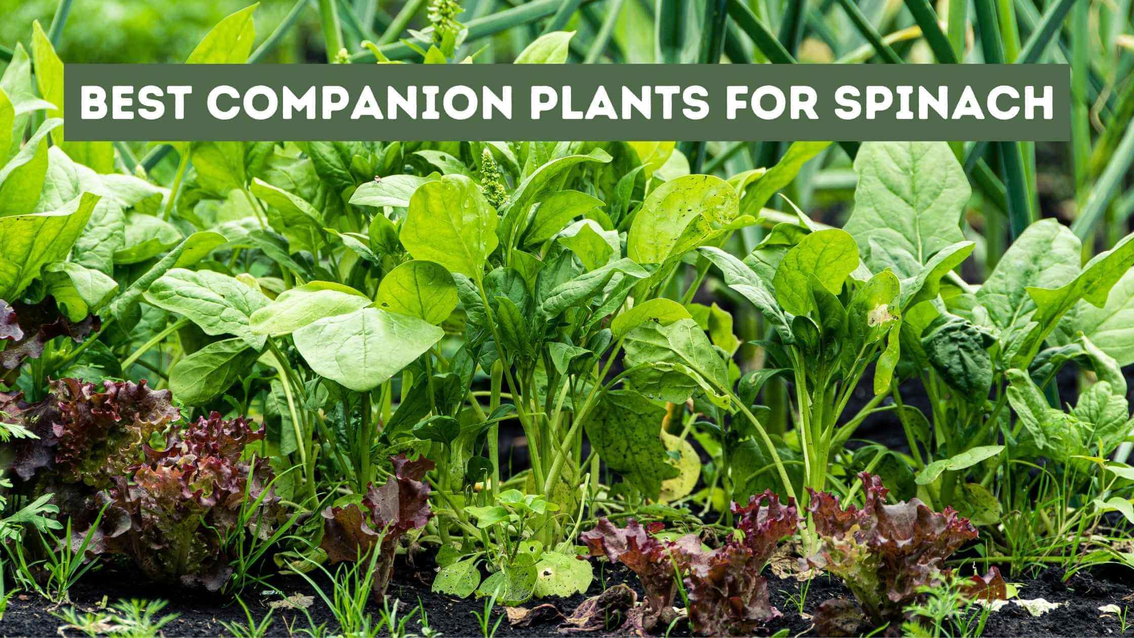 Companion Plants for Spinach