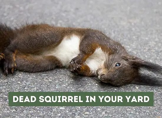 Dead Squirrel in Your Yard (What to Do and How to Handle?)