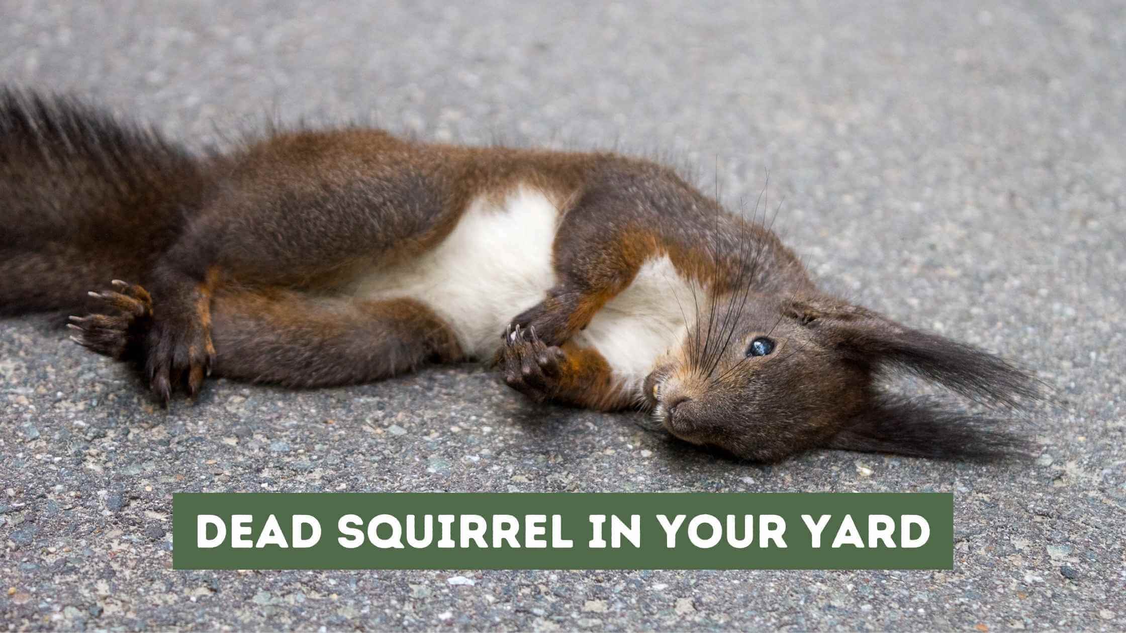 Dead Squirrel in Your Yard