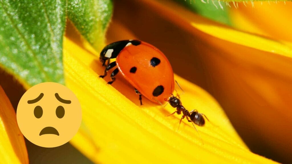 Photo of an ant attacking a ladybug.