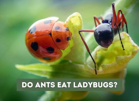 Do Ants Eat Ladybugs? The Answer May Surprise You