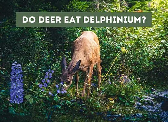 Do Deer Eat Delphinium? Here’s What You Need to Know.