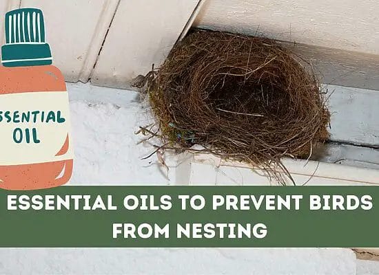 Essential Oils to Prevent Birds from Nesting (A Guide)