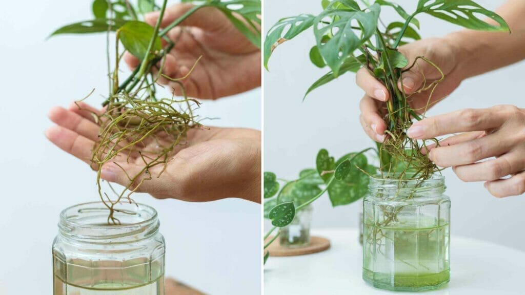 Photo showing a monstera with developed roots inside a jar of water.