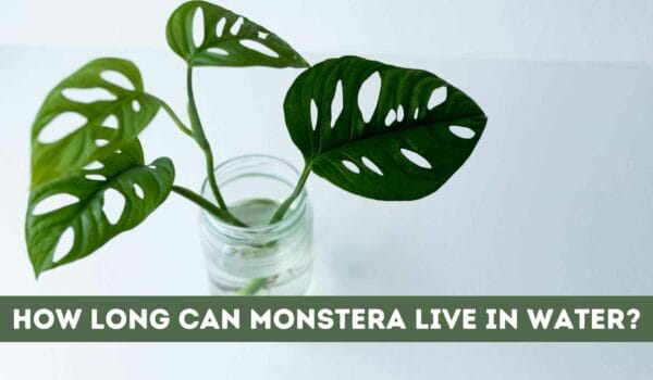 How Long Can Monstera Live in Water? (Explanation)