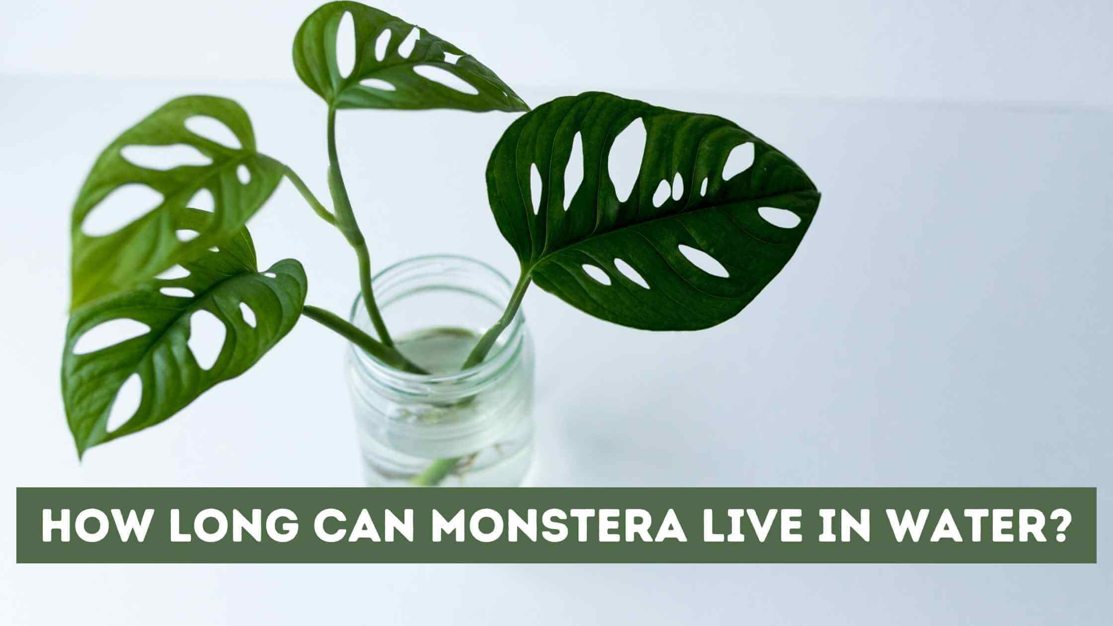How Long Can Monstera Live in Water