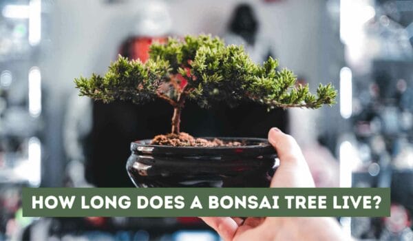 How Long Does a Bonsai Tree Live? (Explained)