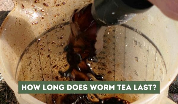 How Long Does Worm Tea Last? Storage Tips and Shelf Life Explained