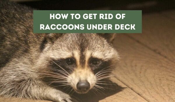 Get Rid of Raccoons Under Deck: Effective Tips and Tricks