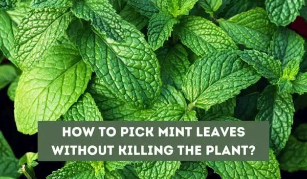 How to Pick Mint Leaves Without Killing the Plant?