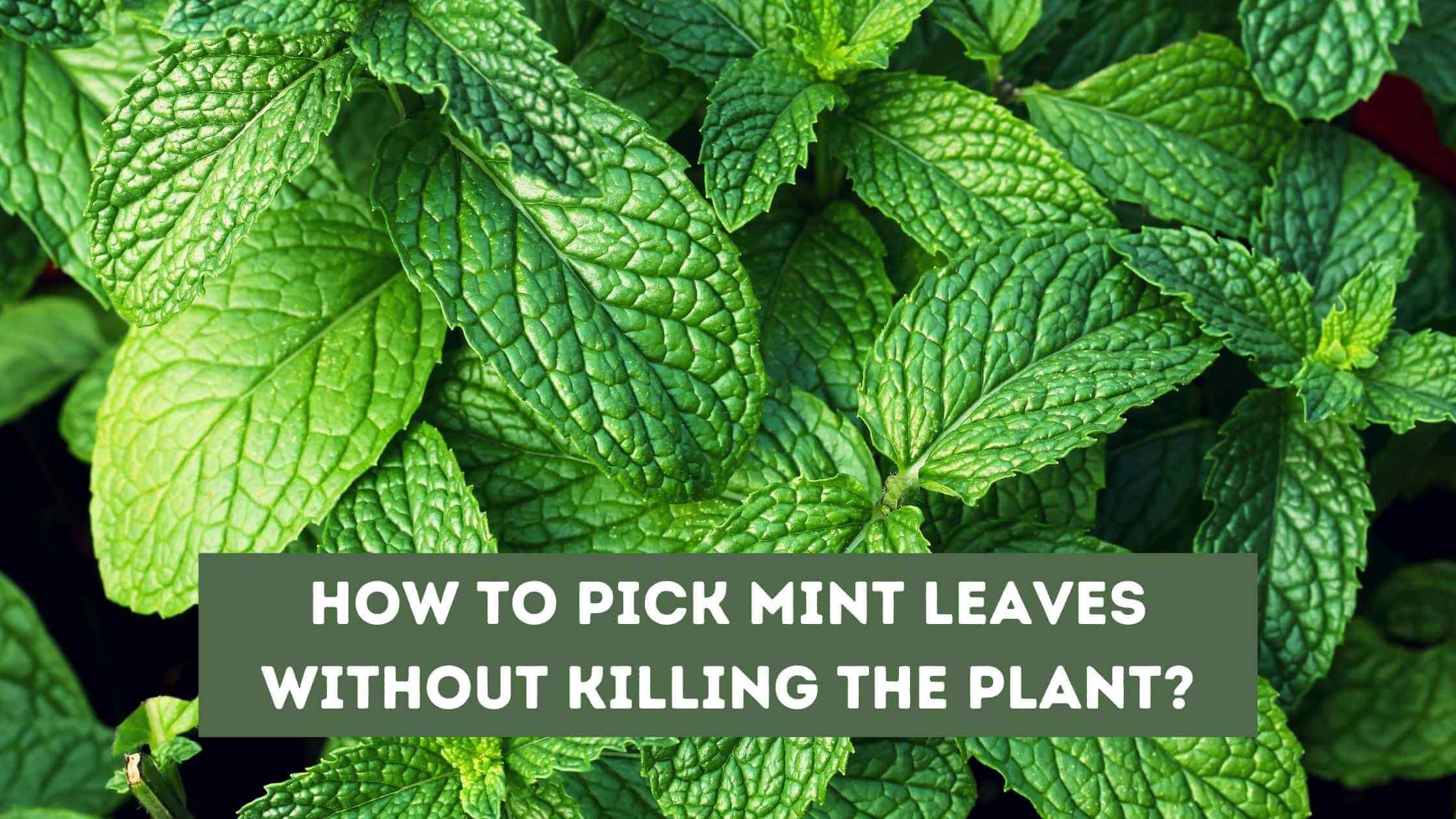 How to Pick Mint Leaves Without Killing the Plant