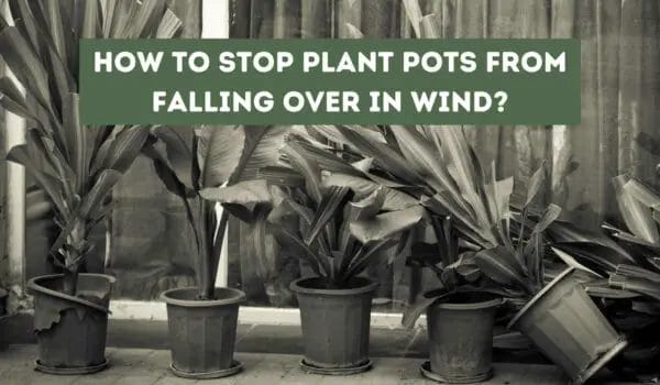 How to Stop Plant Pots Falling Over in Wind? (Tips)