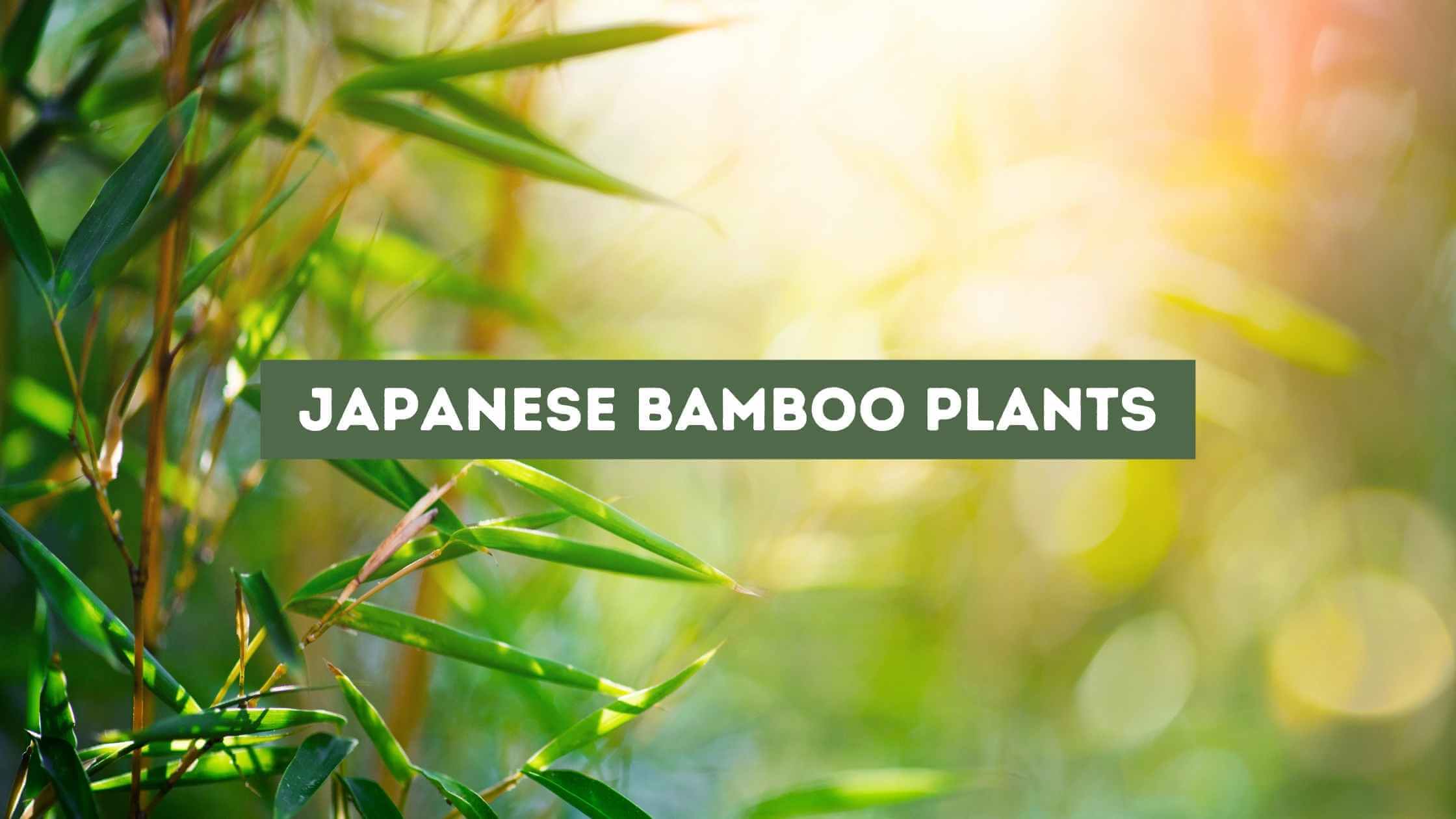 Japanese Bamboo Plants