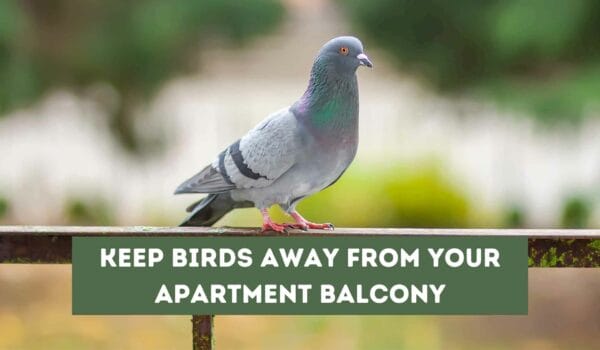 Keep Birds Away from Your Apartment Balcony with These Simple Methods
