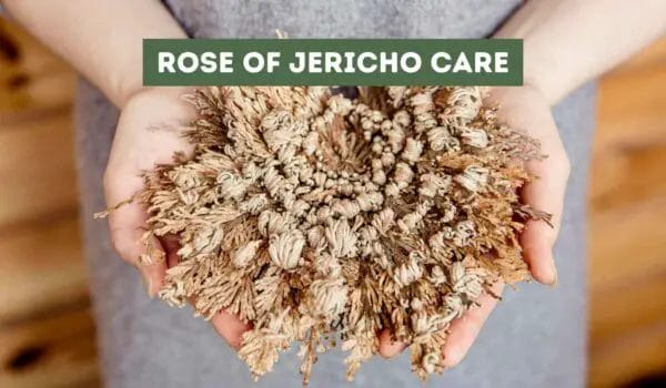 Rose of Jericho Care: Tips for Keeping Your Plant Healthy and Thriving