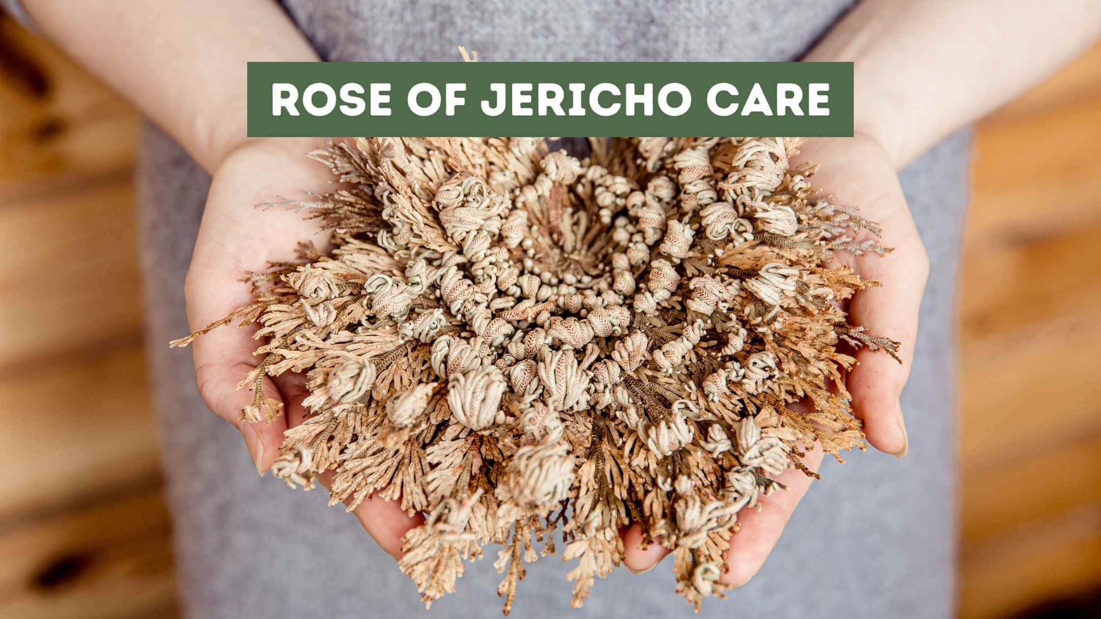 Rose of Jericho Care