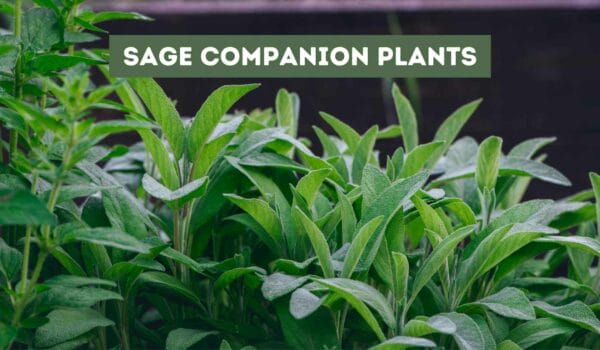 Sage Companion Plants: The Ultimate Guide