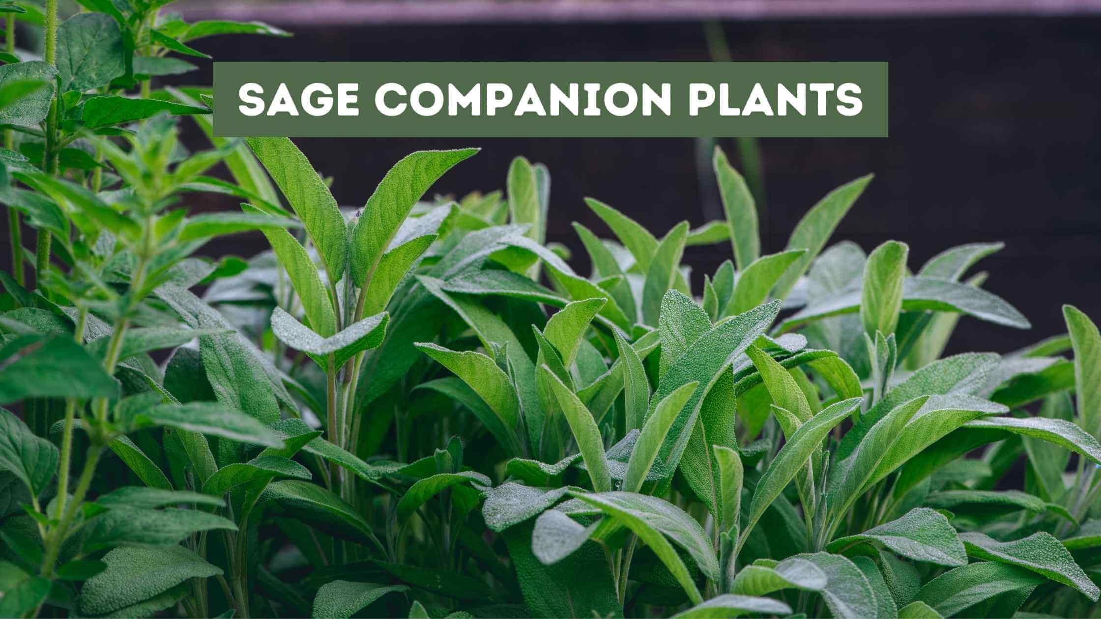 Sage Companion Plants
