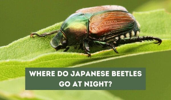 Where Do Japanese Beetles Go At Night? (Solved)