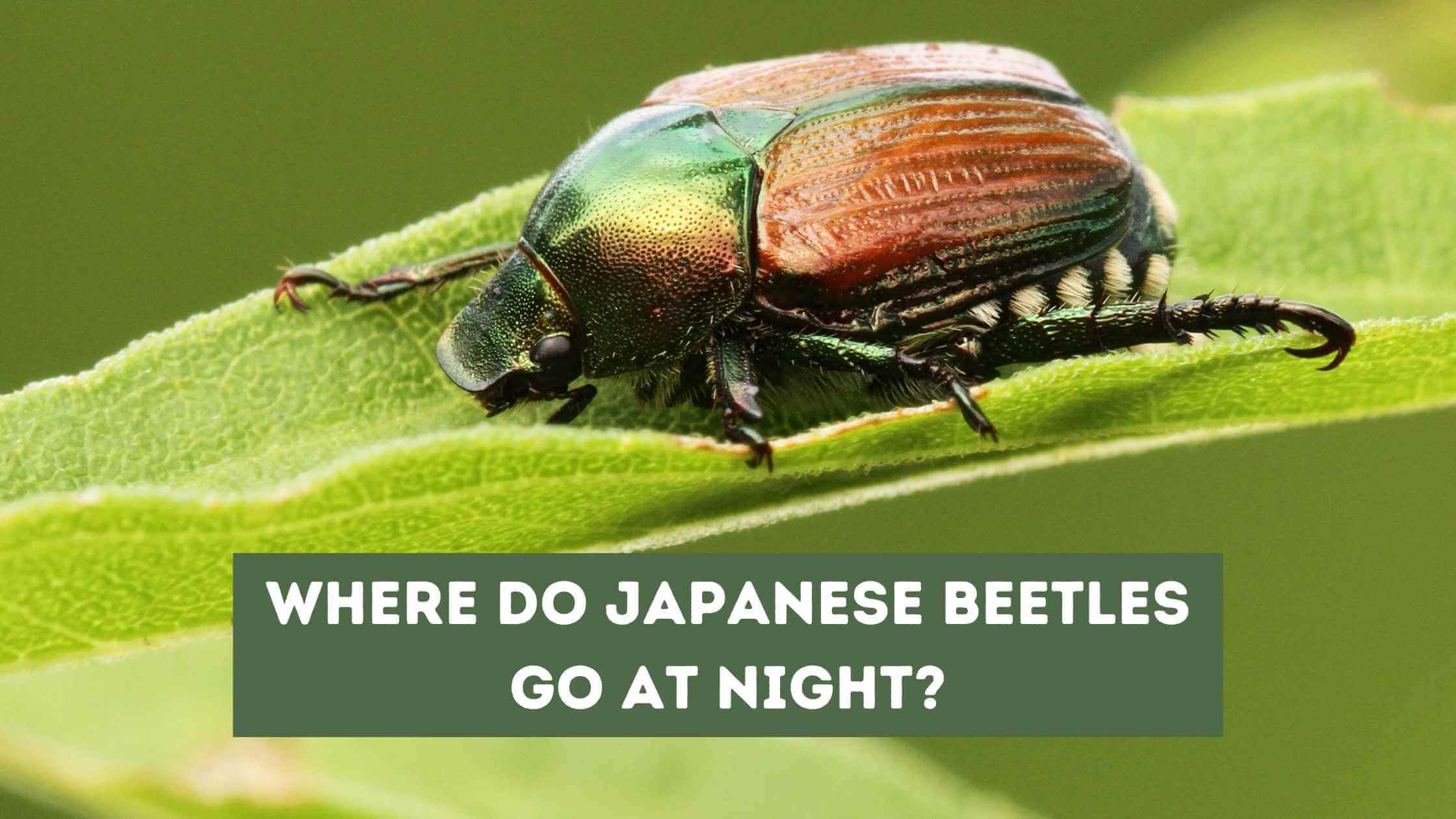 Where Do Japanese Beetles Go At Night