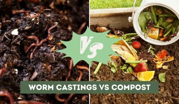 Worm Castings vs Compost (Key Differences Solved)