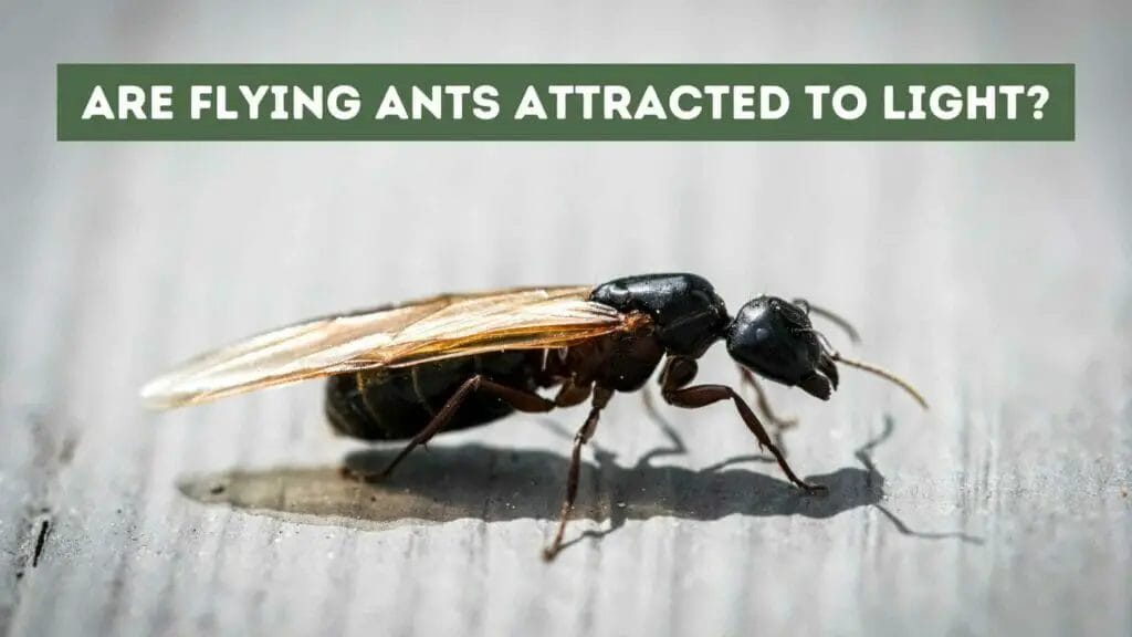 Photo closeup of a flying ant. Are Flying Ants Attracted to Light?