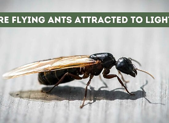 Are Flying Ants Attracted to Light? The Science Behind Their Behavior