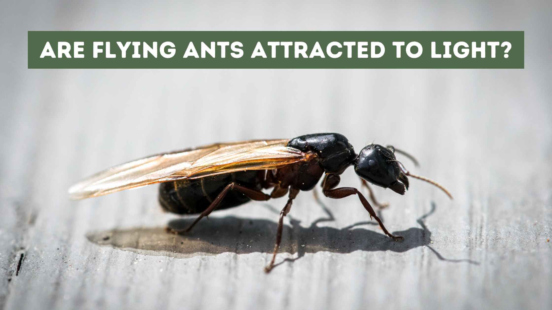 Are Flying Ants Attracted to Light