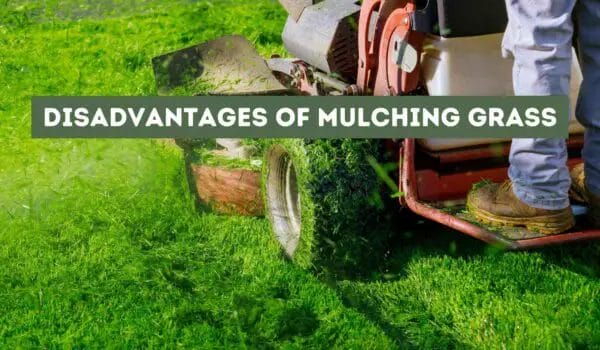 Disadvantages of Mulching Grass (The Potential Drawbacks)
