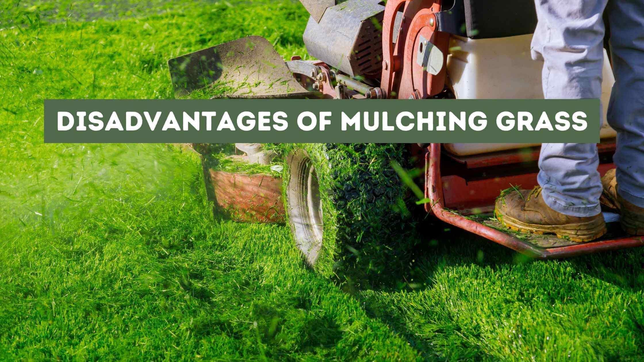 Disadvantages of Mulching Grass