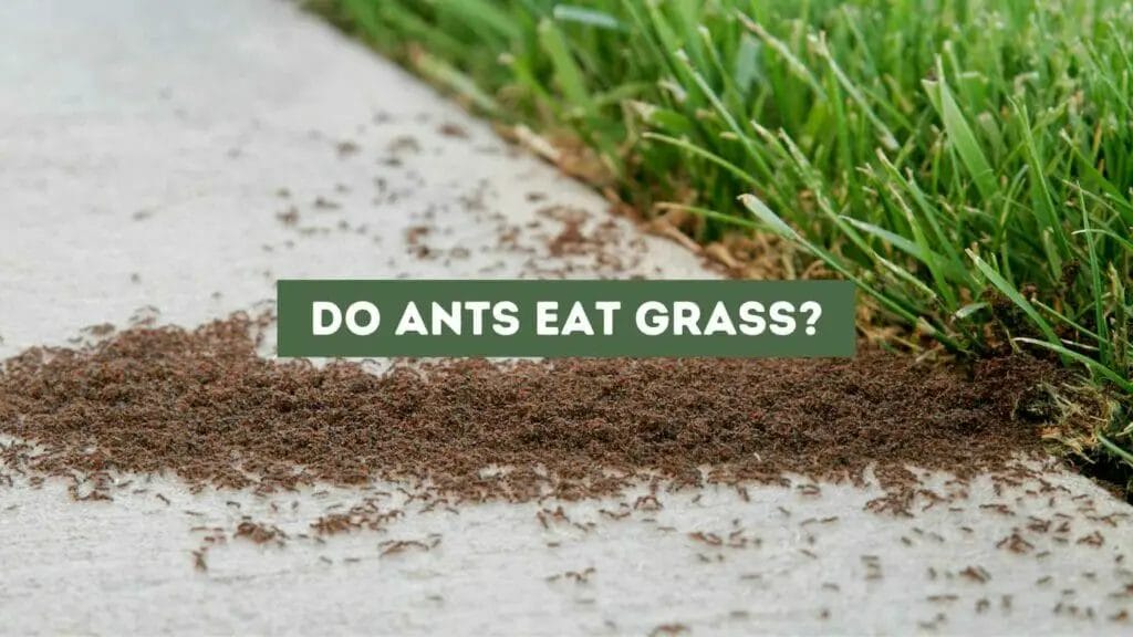 Photo of an army of ants groing to the grass. Do Ants Eat Grass?