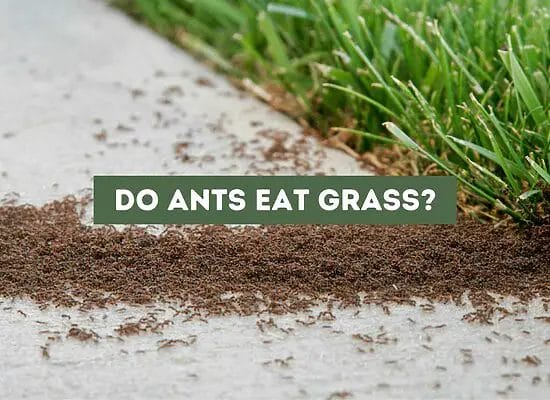 Do Ants Eat Grass? (Backyard Grass Eaters)