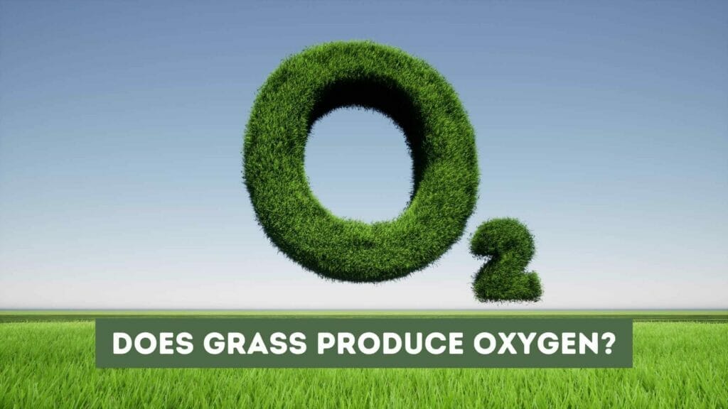 Does grass produce oxygen the truth about this common belief