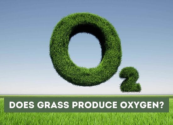 Does Grass Produce Oxygen? The Truth About This Common Belief