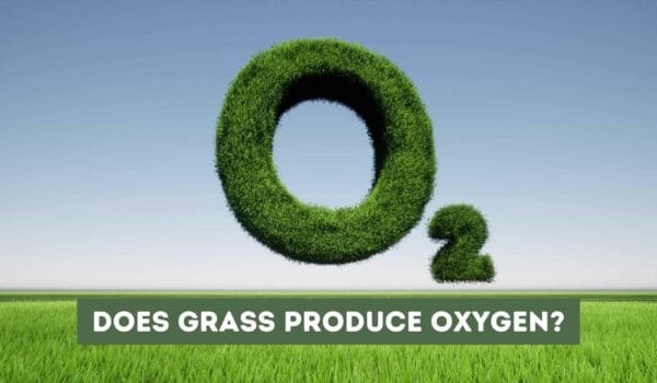 Does Grass Produce Oxygen? The Truth About This Common Belief