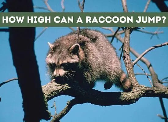 How High Can a Raccoon Jump? (Resolved)