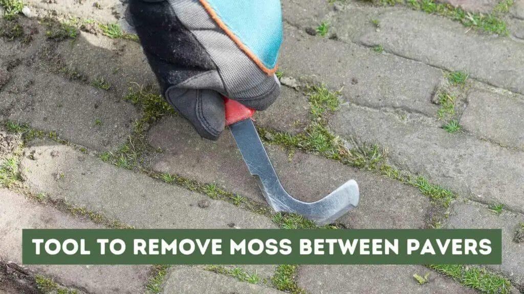 Photo of a person's hand removing moss between pavers with a tool. Effective Tool to Remove Moss Between Pavers.