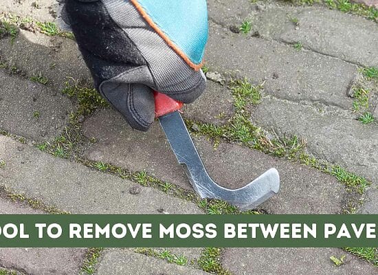 Effective Tool to Remove Moss Between Pavers