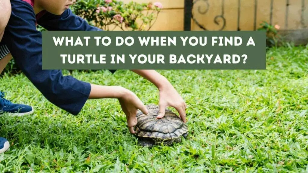 Photo of a kid finding a turtle in the backyard. What to Do When You Find a Turtle in Your Backyard?