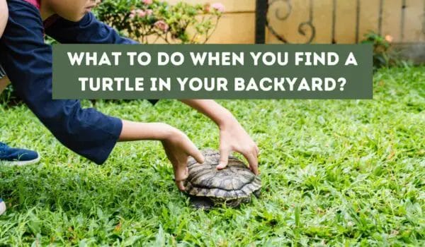 What to Do When You Find a Turtle in Your Backyard?