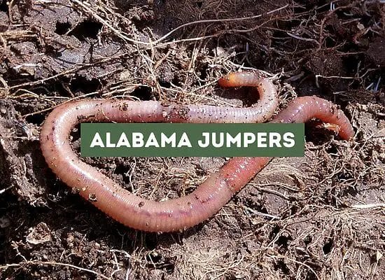 Alabama Jumpers (Explained In-Depth)